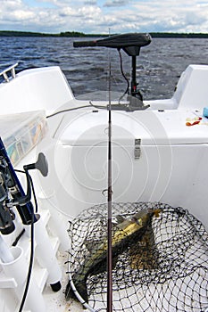 Walleye boat fishing