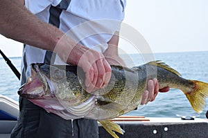 Walleye Catch