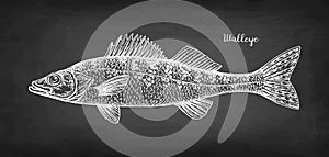Walleye fish chalk sketch