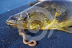 Walleye Fish Fishing Caught with Worm and Hook photo