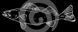 Walleye fish fishing illustration on white background