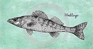 Walleye fish ink sketch
