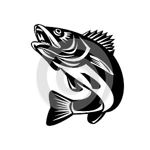 Walleye Fish Jumping Isolated Black and White Retro