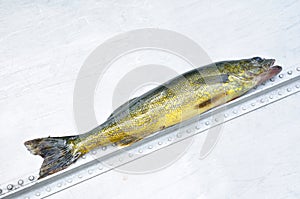 Walleye Fish (Sander vitreus)