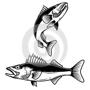 Walleye fish sign on white background. Zander fishing. Design element for logo, label, emblem, sign.