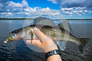 Walleye fish in summer scenery