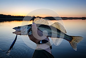 Walleye fishing at sunset