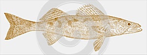 Walleye, a freshwater fish from north america in side view