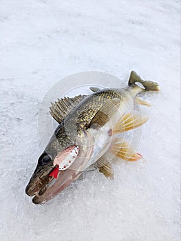 Walleye Ice Fishing Spoon Lure photo