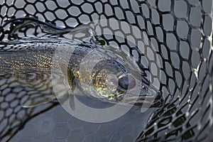 Walleye in a landing net close up