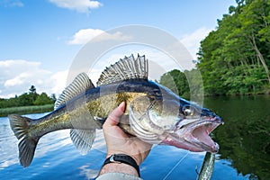 Walleye outdoor portrait