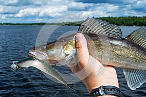 Walleye outdoor portrait with bait