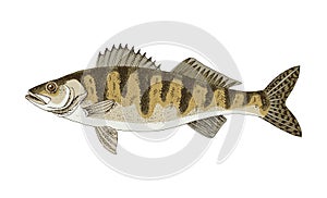 Walleye or yellow pike. Freshwater fish.