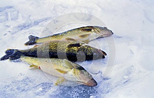 Walleyes on Ice  20047