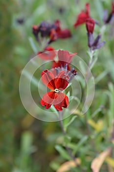 Wallflower Blood Red Covent Garden