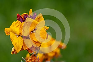 Wallflower erysimum