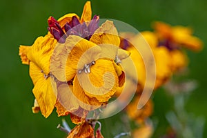 Wallflower erysimum