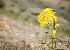 Wallflower Erysimum capitatum Yellow Wildflowers