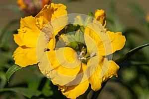 Wallflower erysimum cheiri