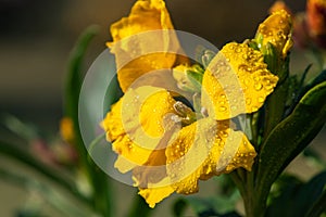 Wallflower erysimum cheiri