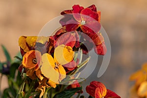 Wallflower erysimum cheiri