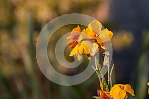 Wallflower erysimum cheiri