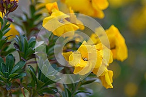 Wallflower Erysimum cheiri, golden yellow flowers close-up photo