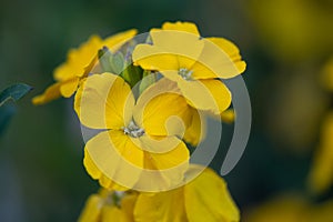 Yellow wallflower Erysimum x cheiri yellow inflorescence close-up photo