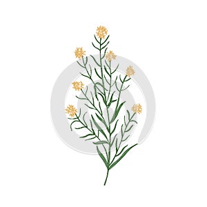 Wallflower isolated on white background. Realistic botanical drawing of beautiful tender flower, flowering herb or