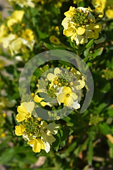 Wallflower Primrose Dame