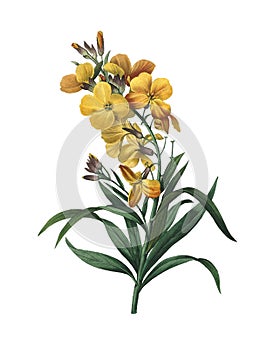 Wallflower Redoute Flower Illustration photo