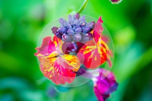 Wallflowers ,Cheiranthus cheiri or Erysimum in spring, colorful flower