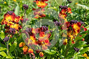 Wallflowers erysimum cheiri in bloom