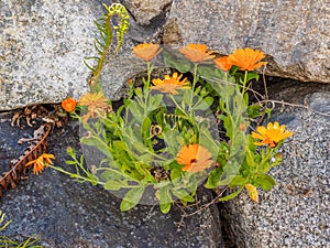 Wallflowers Erysimum on the rocky wall