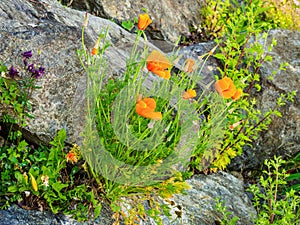 Wallflowers Erysimum on the rocky wall