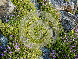 Wallflowers Erysimum on the rocky wall