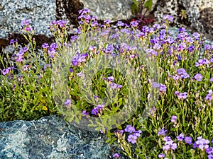 Wallflowers Erysimum on the rocky wall