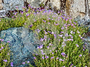 Wallflowers Erysimum on the rocky wall