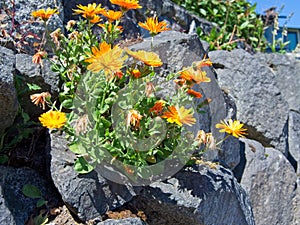 Wallflowers Erysimum on the rocky wall