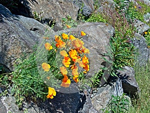 Wallflowers Erysimum on the rocky wall