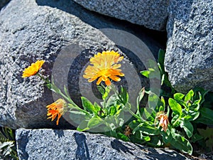 Wallflowers Erysimum on the rocky wall