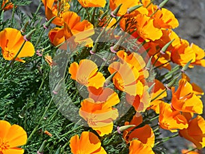 Wallflowers Erysimum on the rocky wall