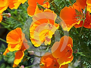 Wallflowers Erysimum on the rocky wall