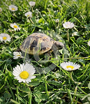 Wallking turtle in the garden among daisy flowers