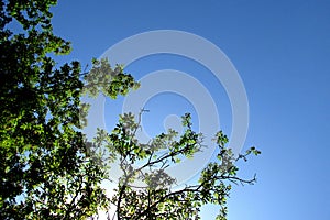 A wallnut tree with a blue sky in the background