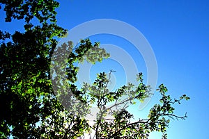 A wallnut tree with a blue sky in the background. 2