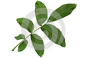 Wallnut tree leaf closeup