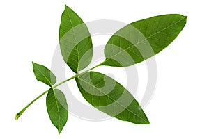 Wallnut tree leaf closeup