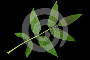 Wallnut tree leaf closeup