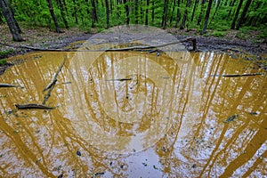 Wallow in the forest